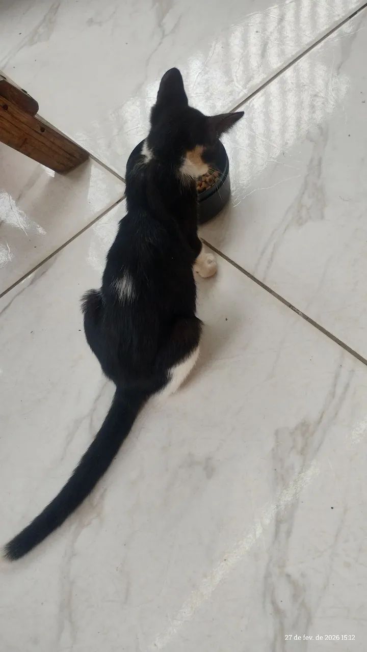 Gatinha frajola  - Foto 5