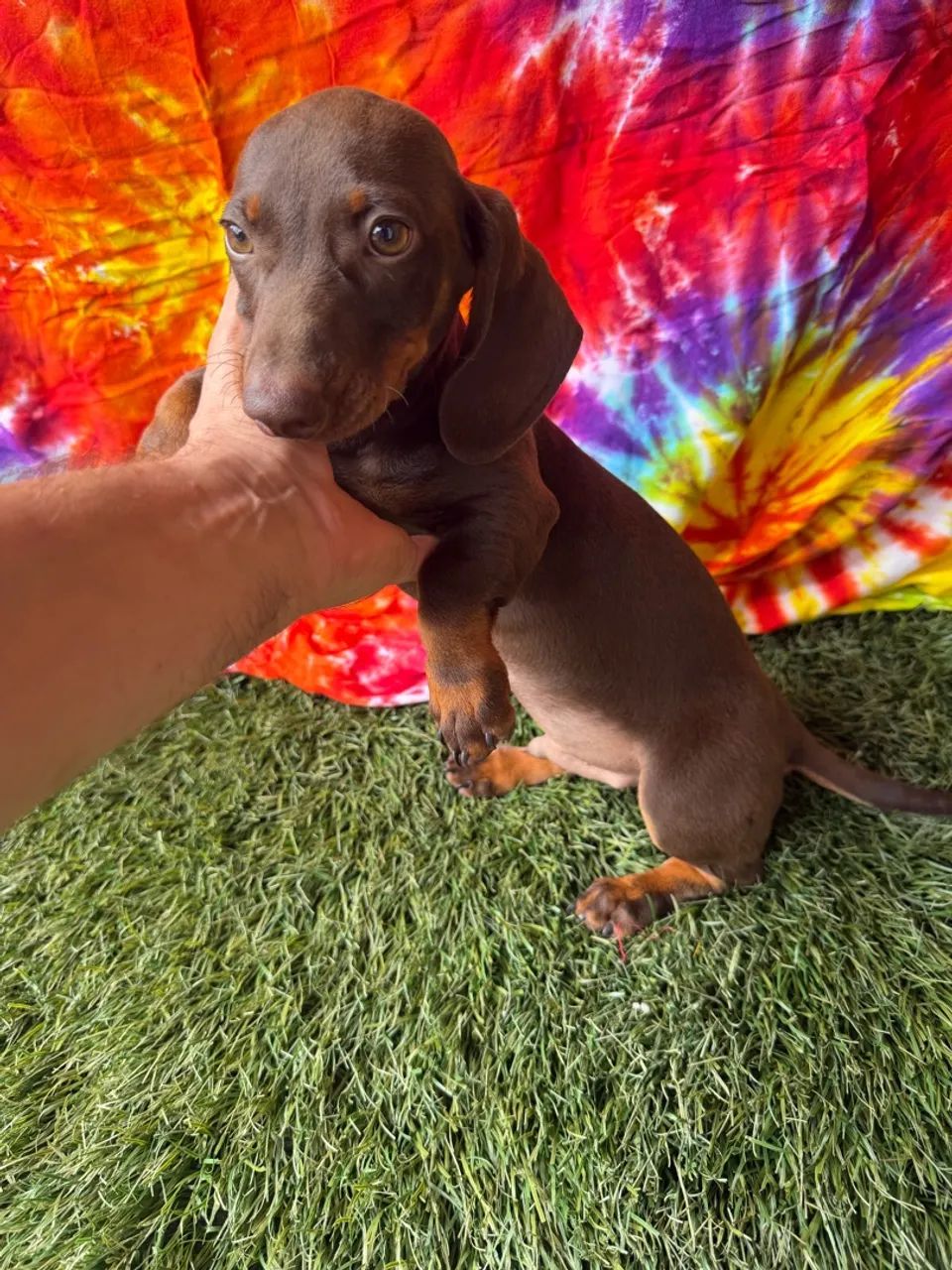 Dachshund / teckel / ?salsicha? - Foto 2