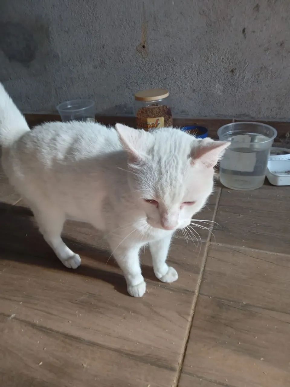 Doa se uma gatinha