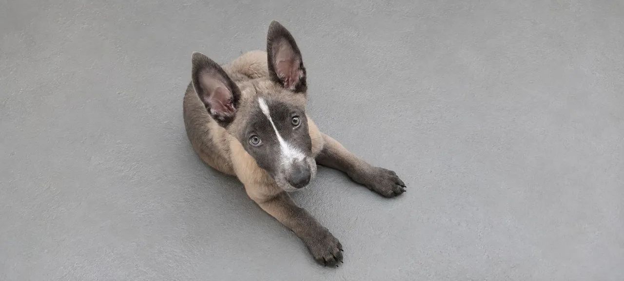Filhotes de Malinois  - Foto 2