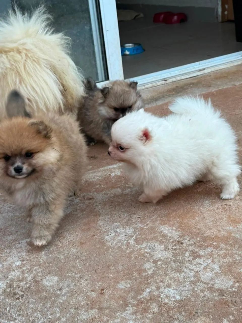 Sptiz Alemao - lulu da pomerania mini - Foto 4