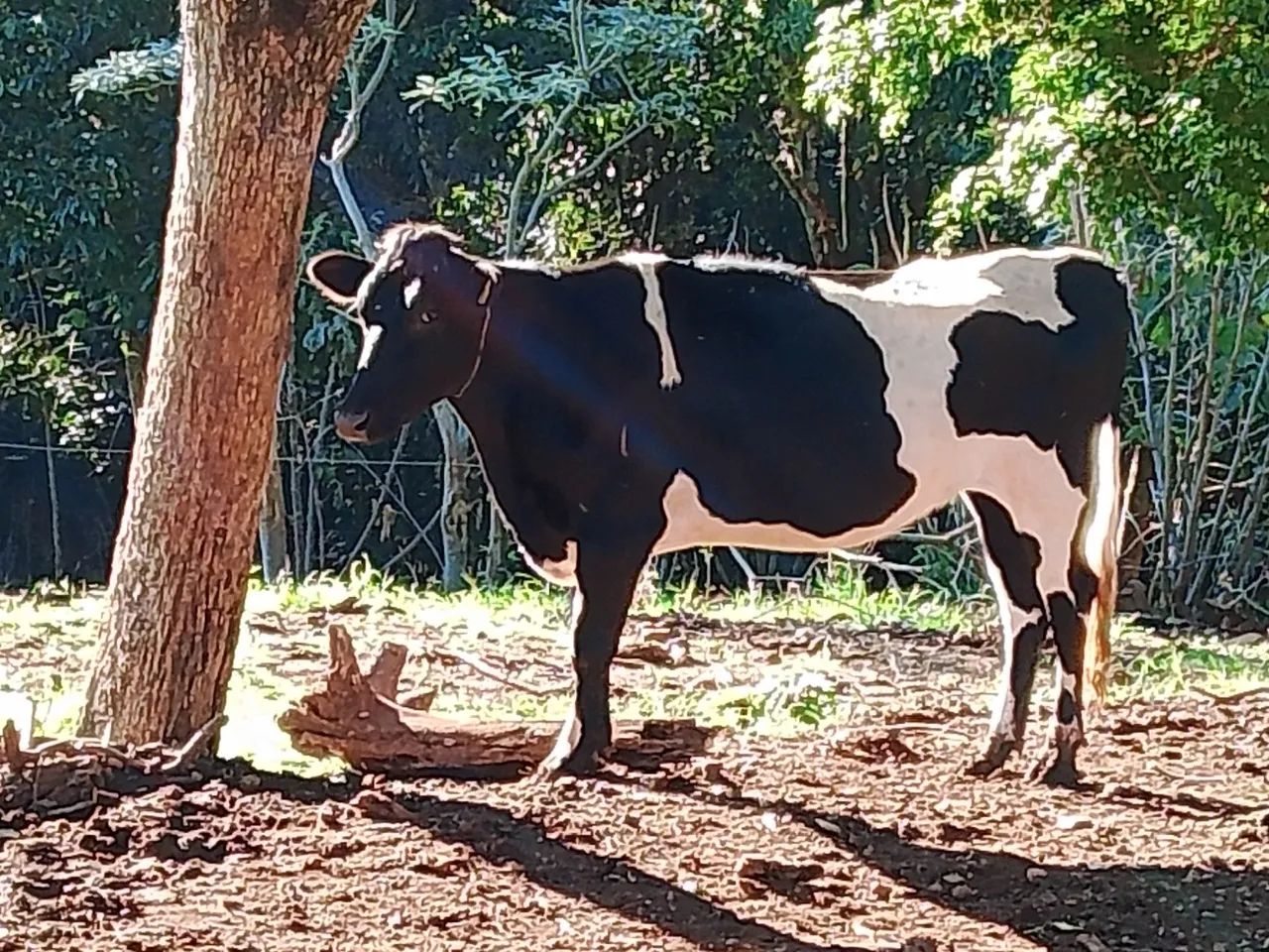 Lote de vacas - Foto 3