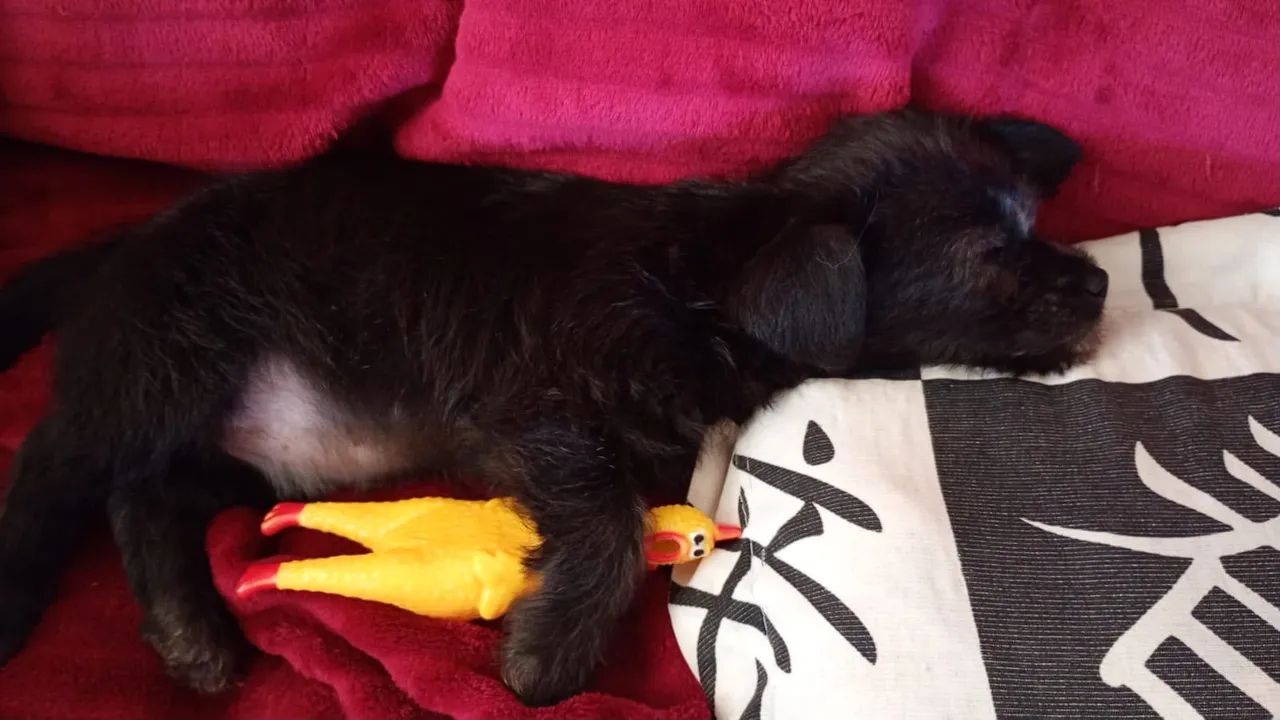 Cachorro Salsicha 