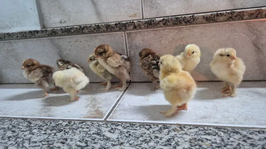 Brahma 5 por 100 - Foto 2