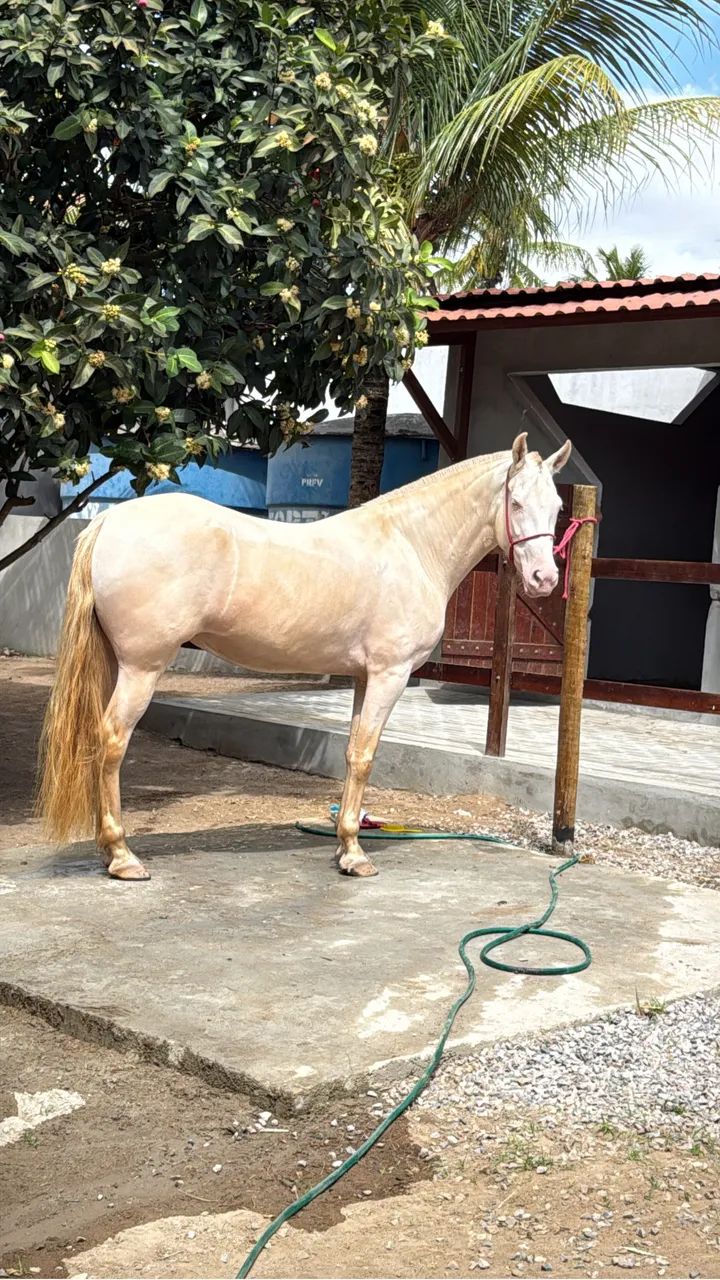 Égua Gaiza MM