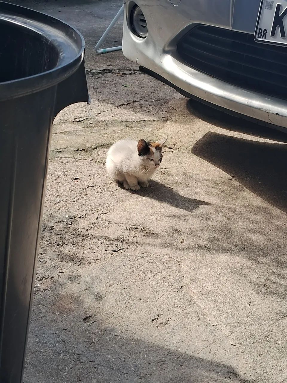 Adoção  - Foto 3