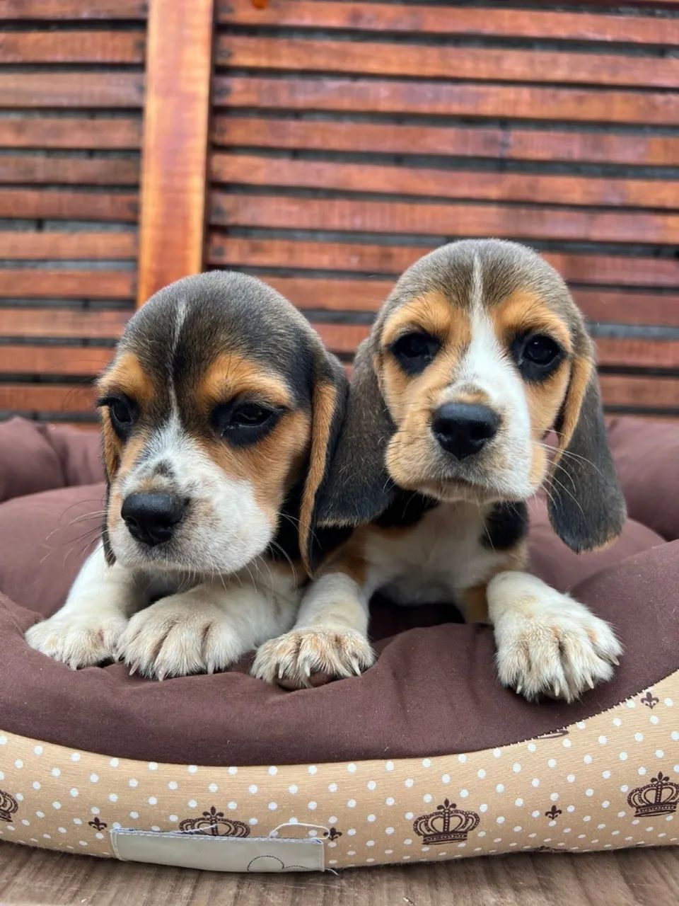 Beagle amigo 
