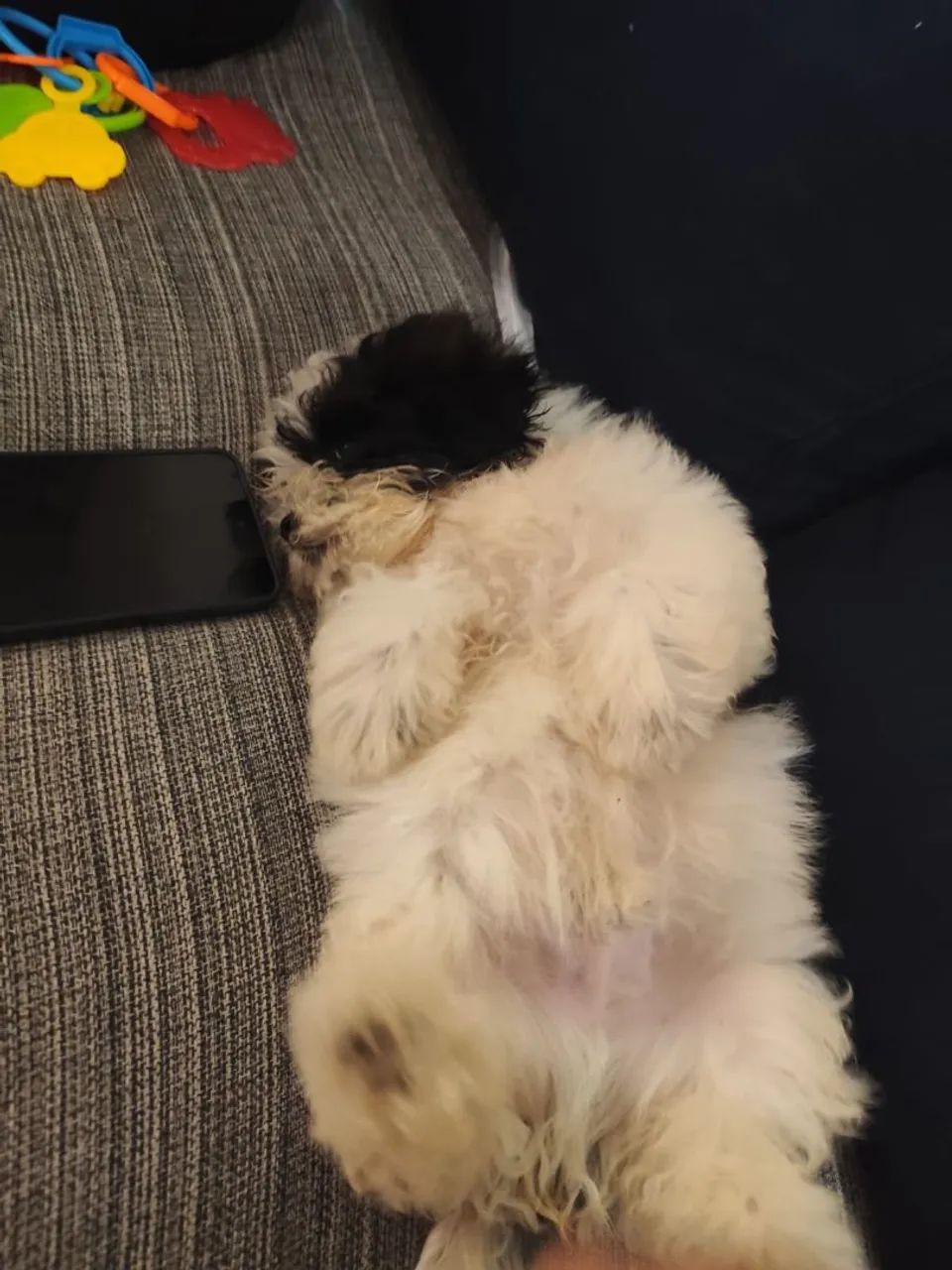 CACHORRO SHITZU COM POODLE A VENDA  - Foto 2
