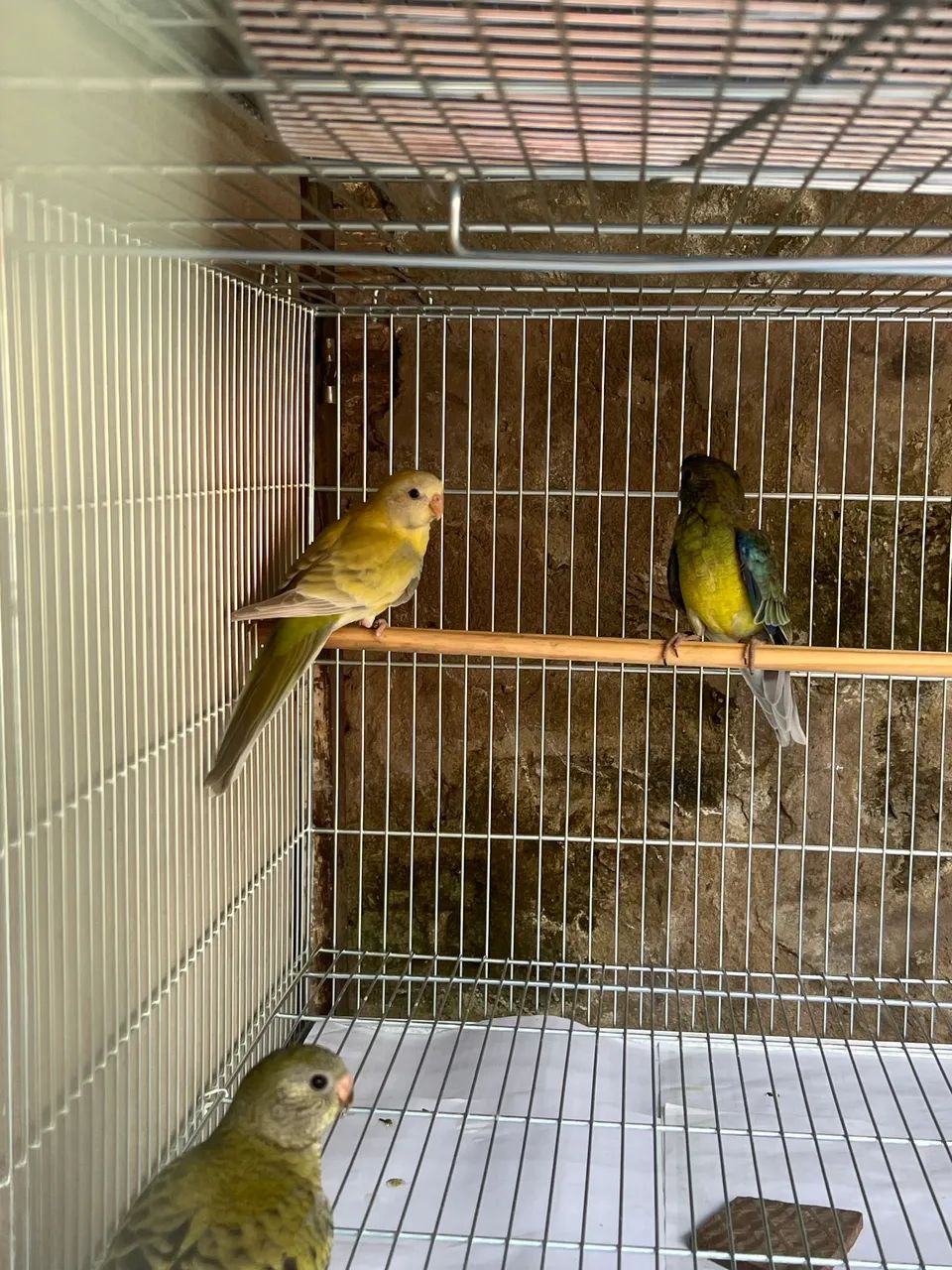 Animal  - Foto 3