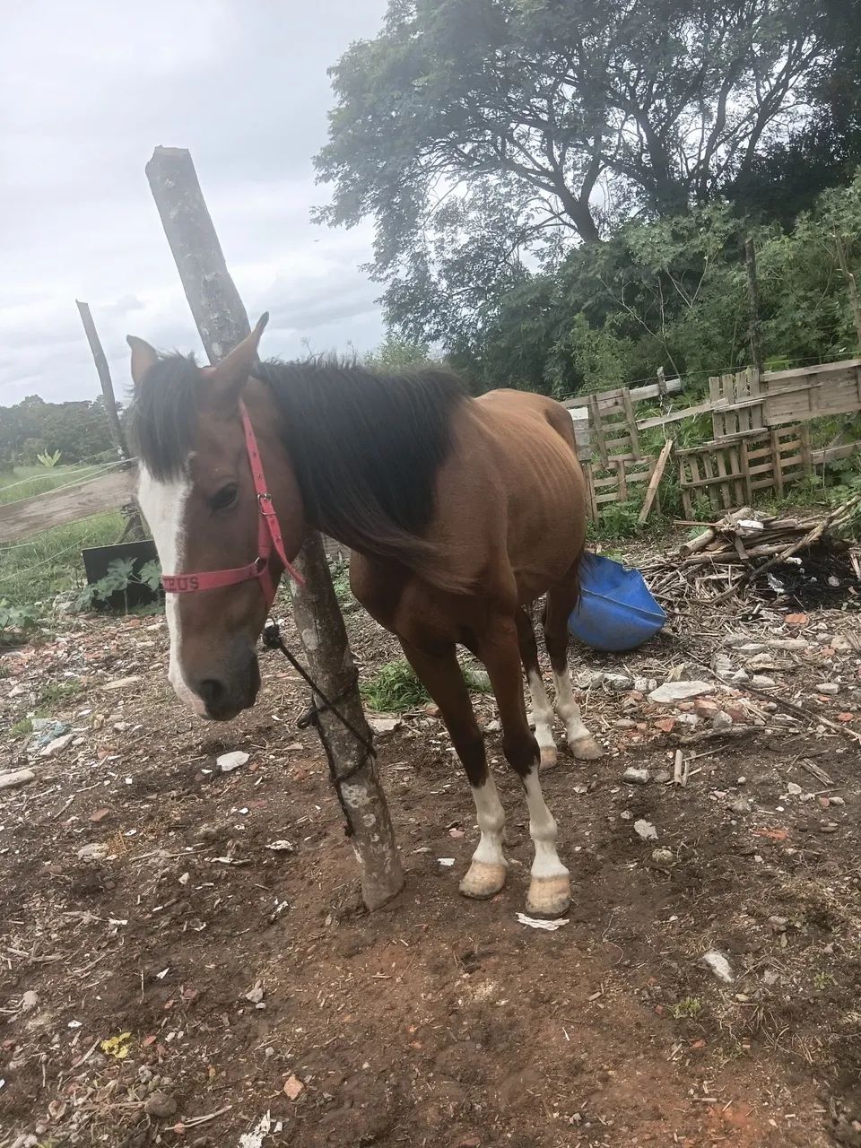 Vendo um cavalo manso dosso uma criança montar ID - Foto 2