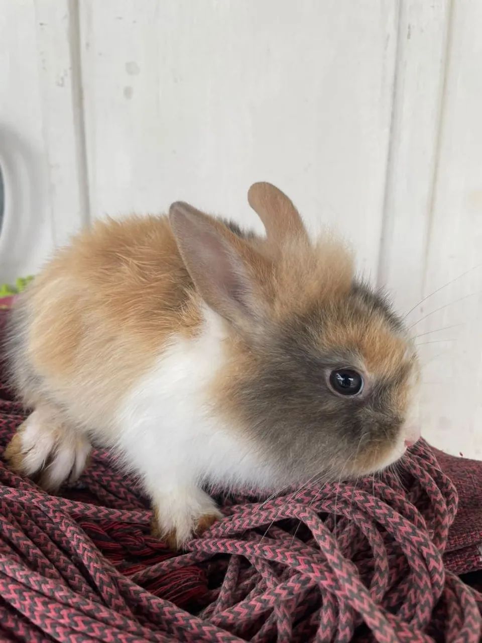 Coelhos - Foto 5