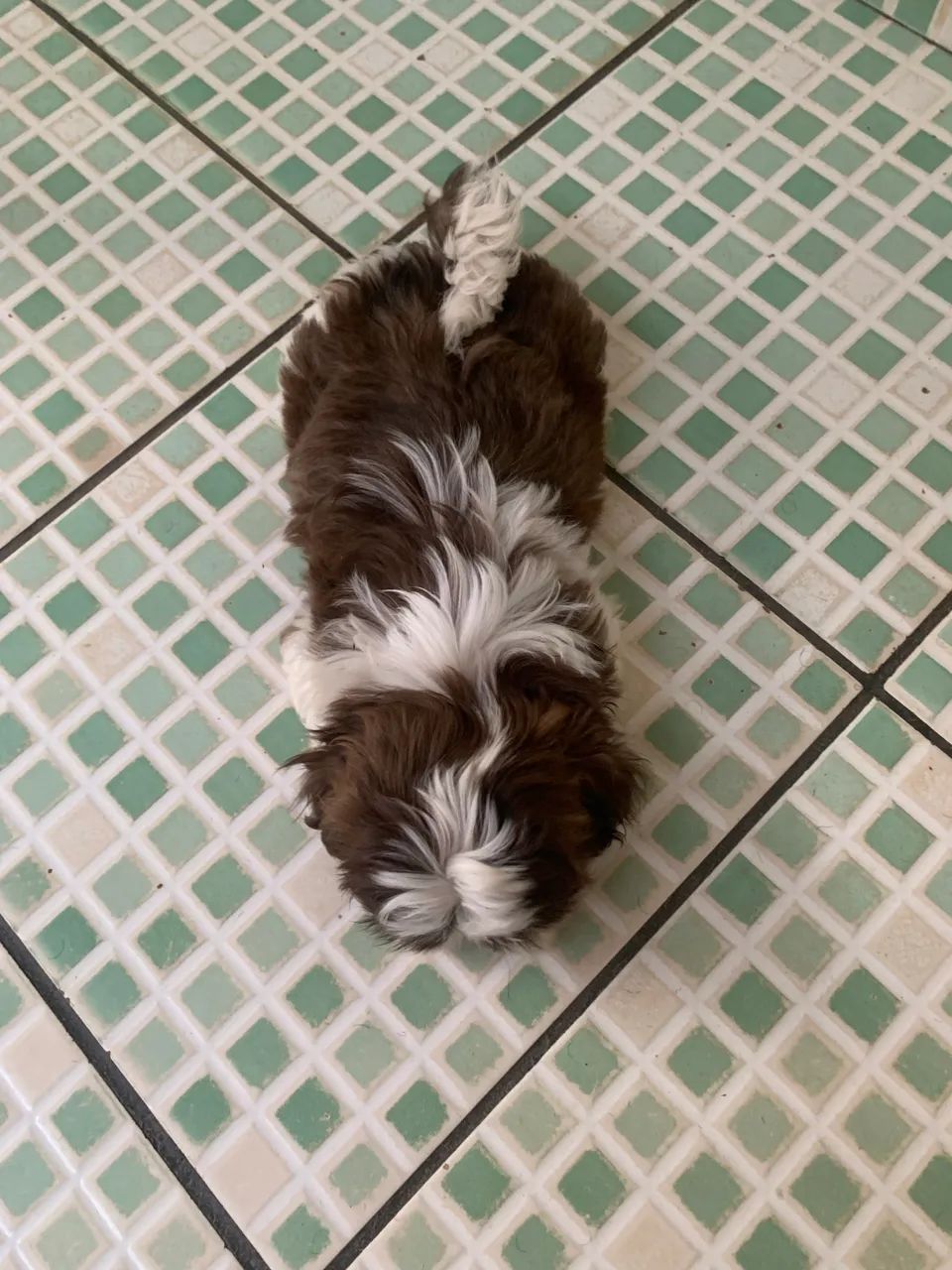Cachorro Shitzu machinho  - Foto 2