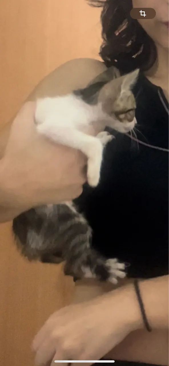 Filhote de Gato - Foto 2