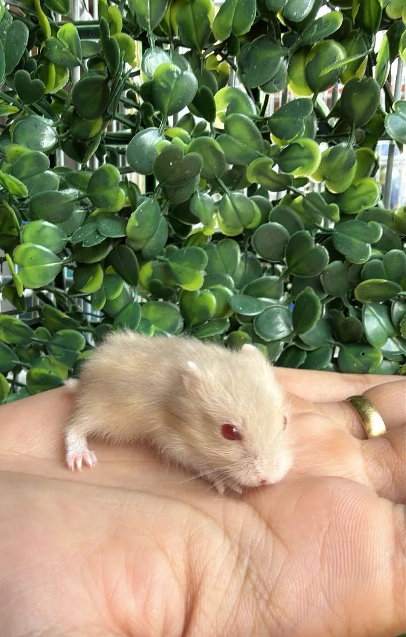 Filhote hamster  - Foto 4