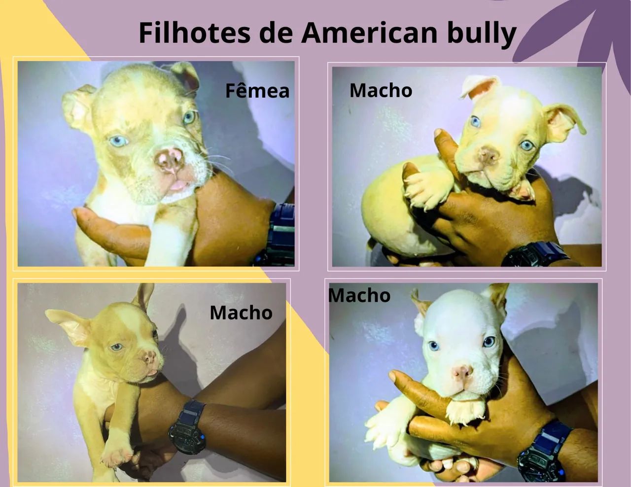 Venda de filhotes American bully Pocket