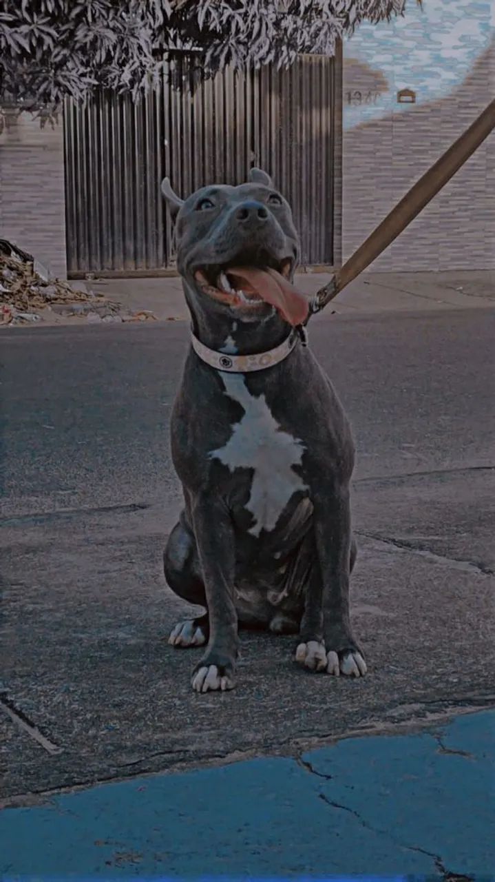 Pit monster - Foto 4