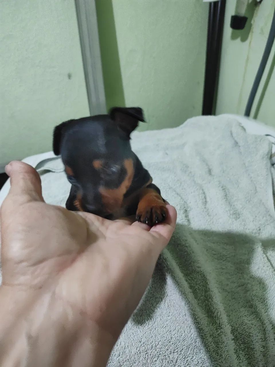 Pinscher  - Foto 3