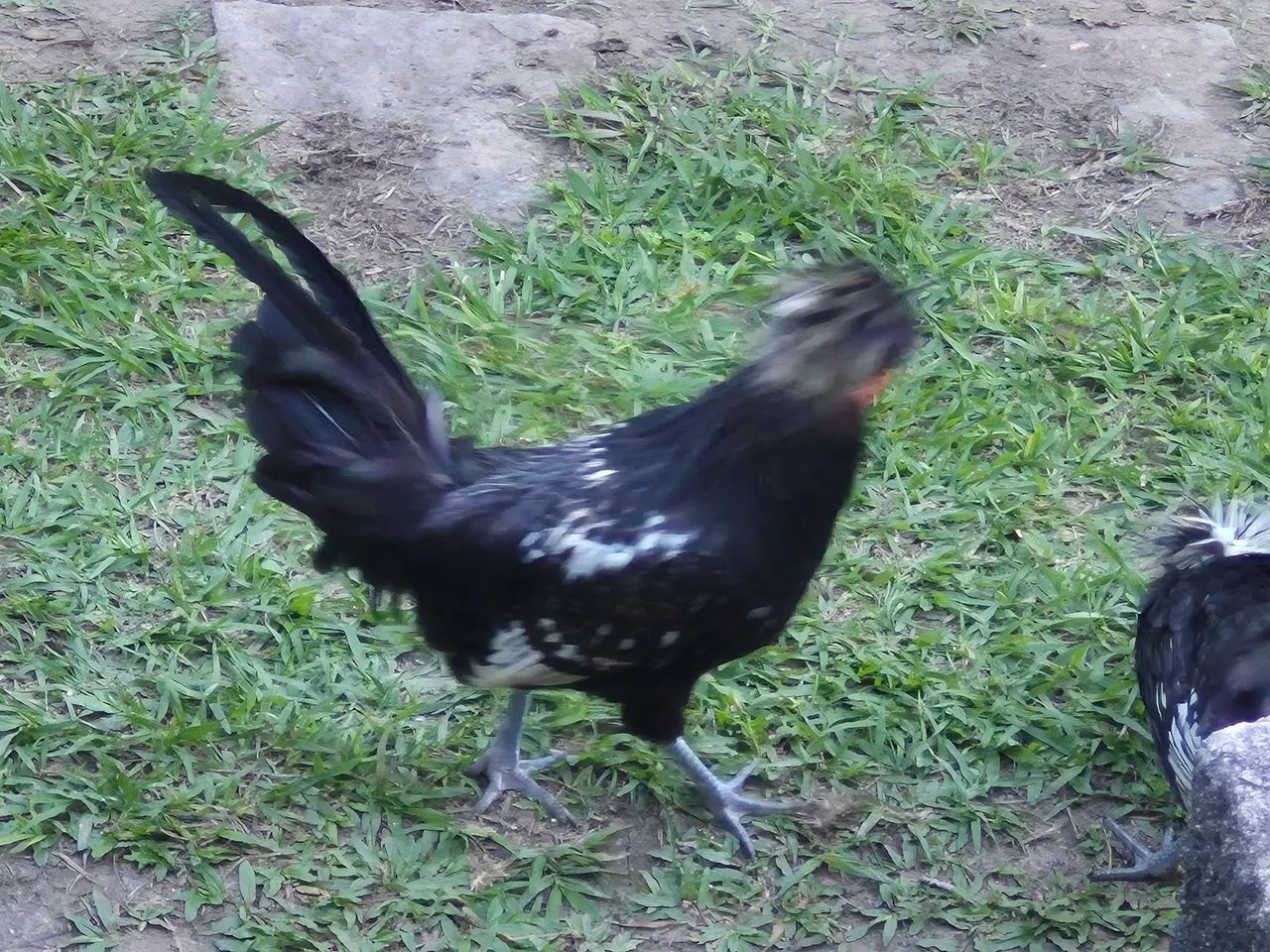 GALINHA