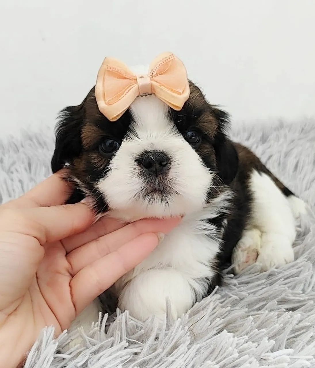 Shih tzu macho e fêmea  - Foto 3