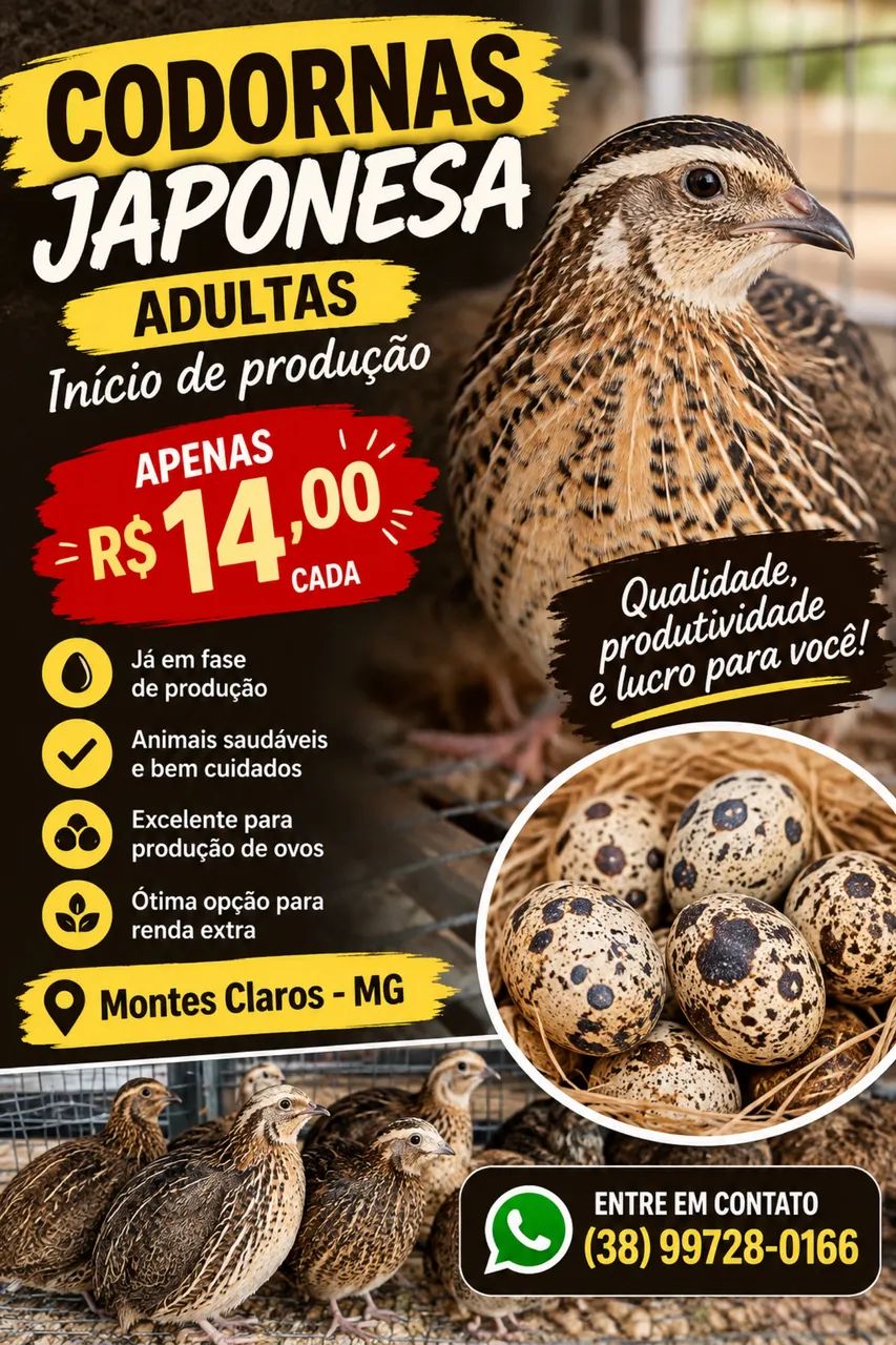 Codorna japonesa 