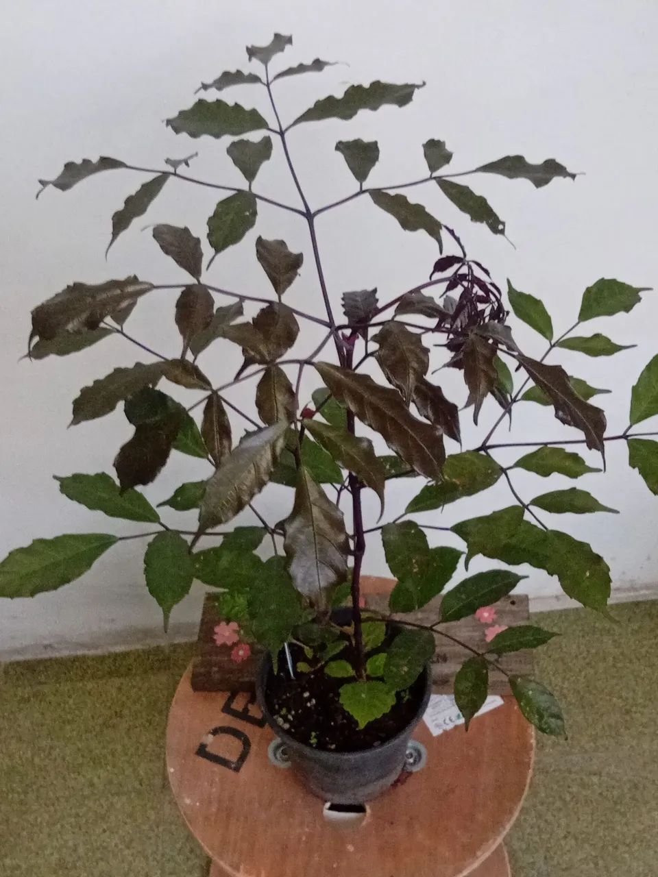 Muda planta pe de café.