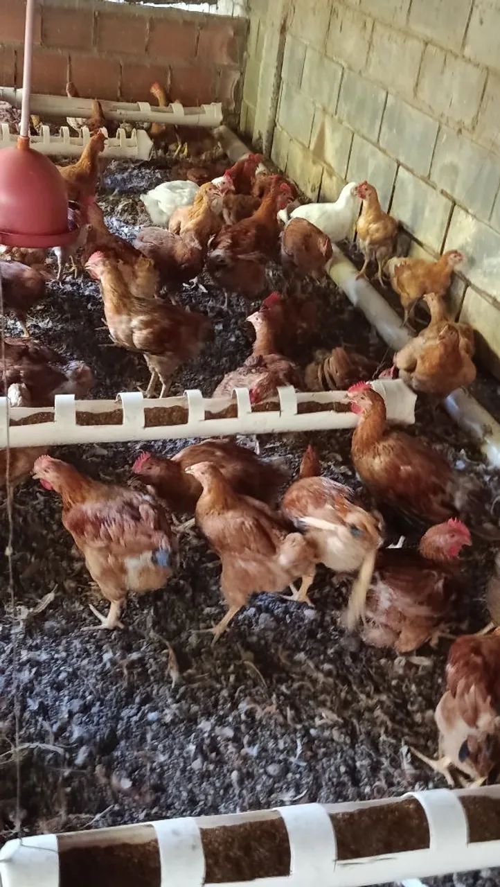 Frangos caipira prontos para abate  - Foto 4