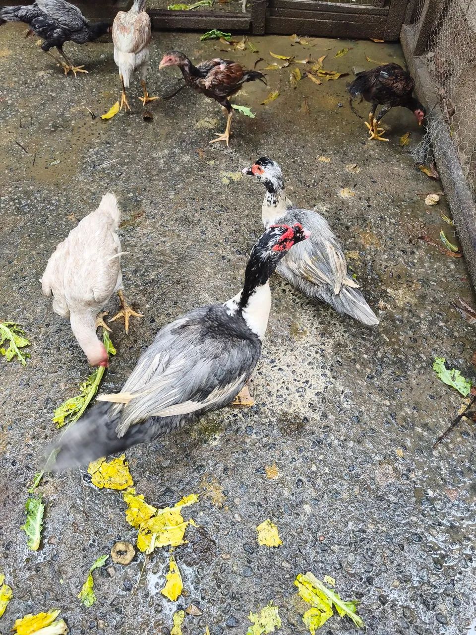 Vendo casal de pato coisa linda 