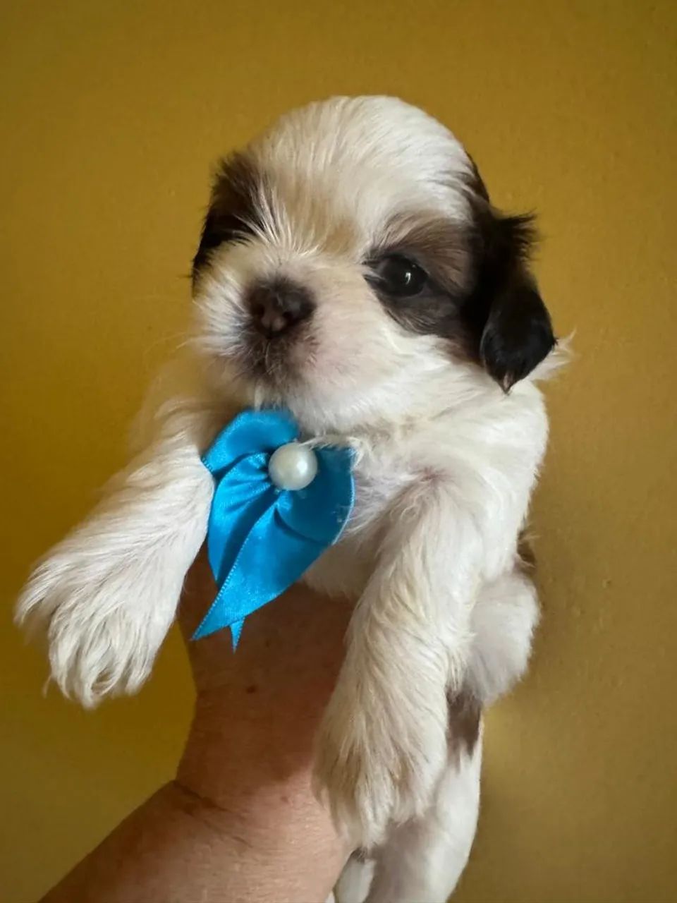 Shitzu macho a venda. Obs. Fêmeas para reserva!