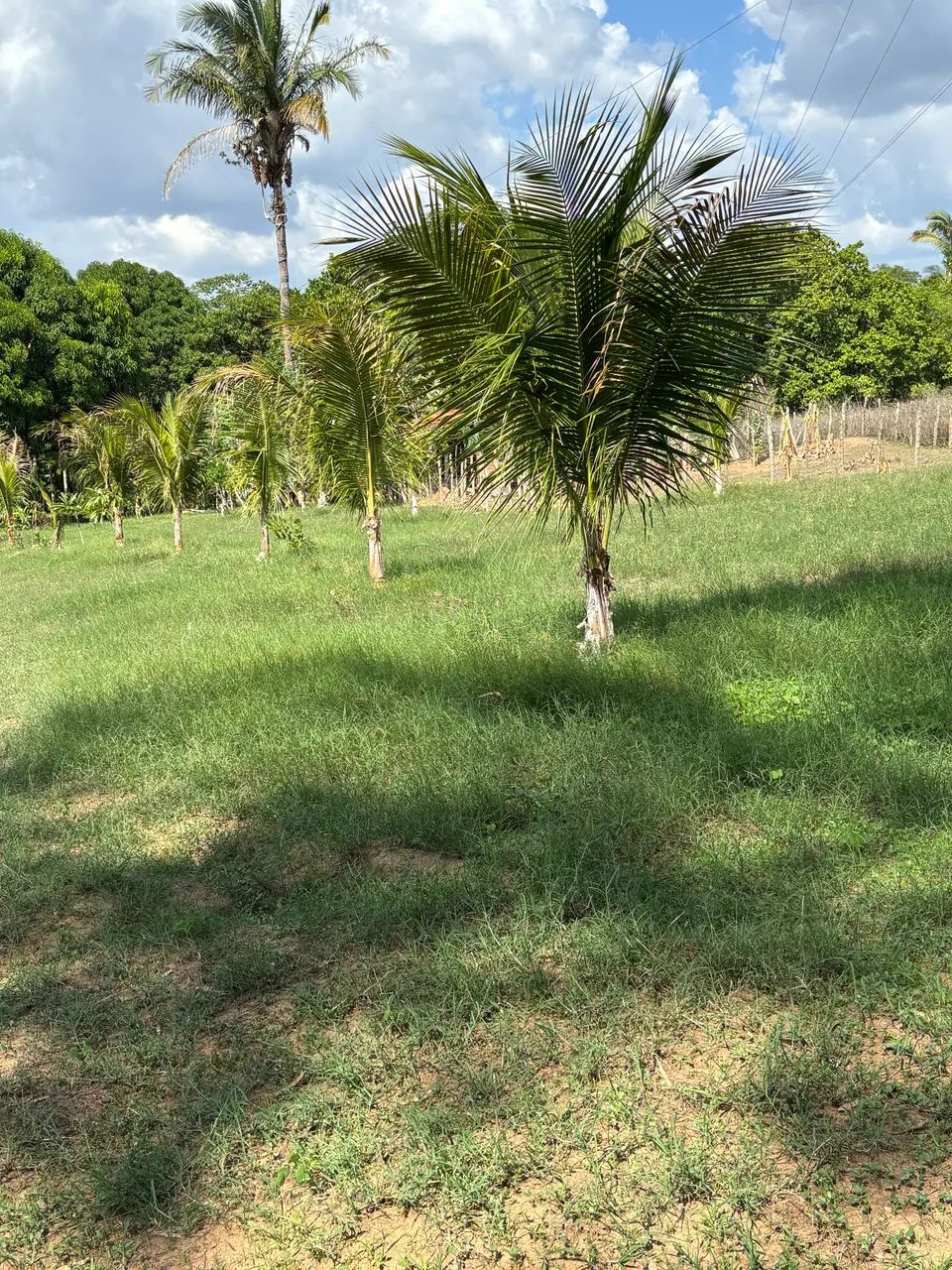 Fazendinha Seu Lobato - Foto 3