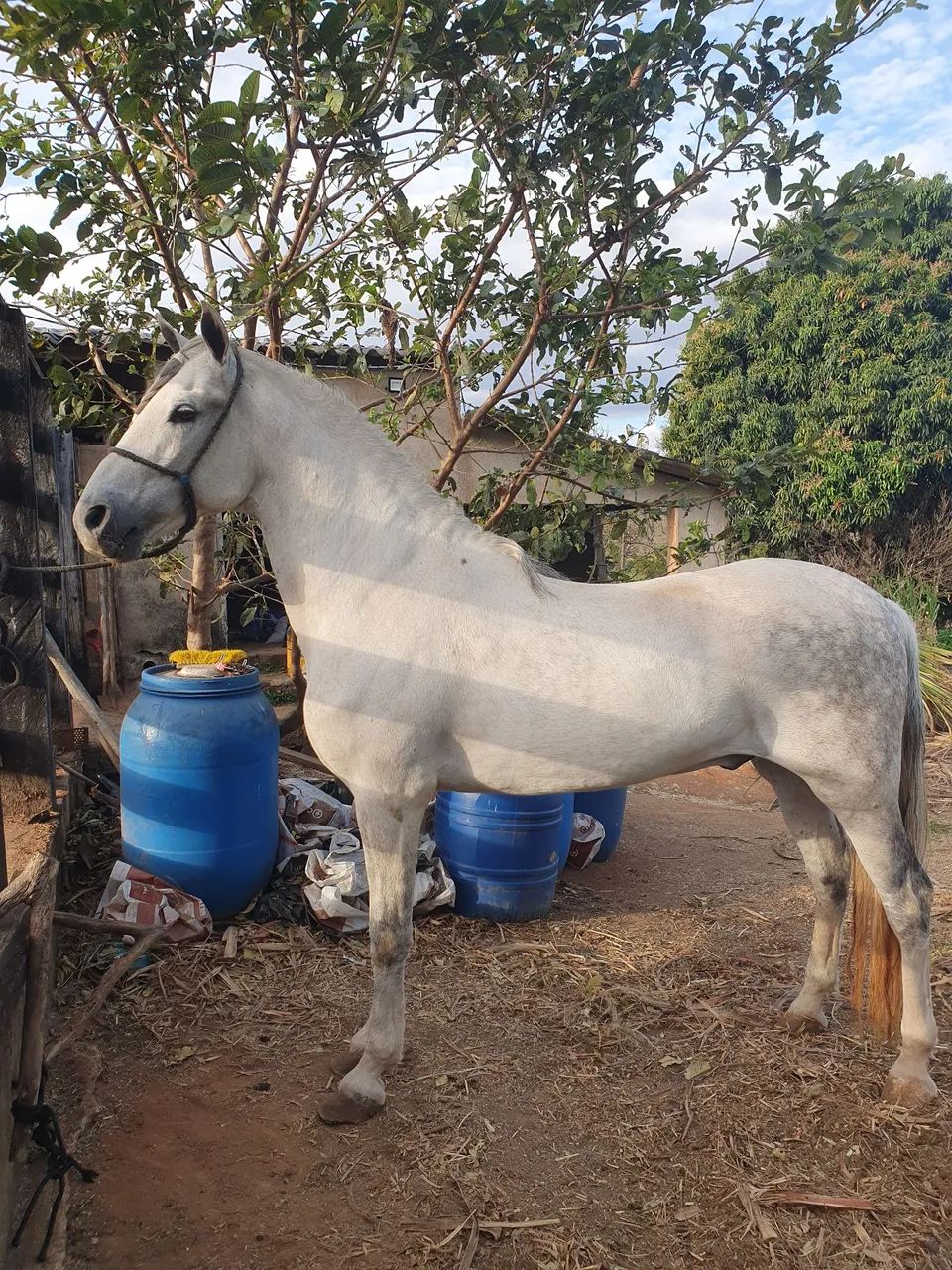 Mangalarga  - Foto 4