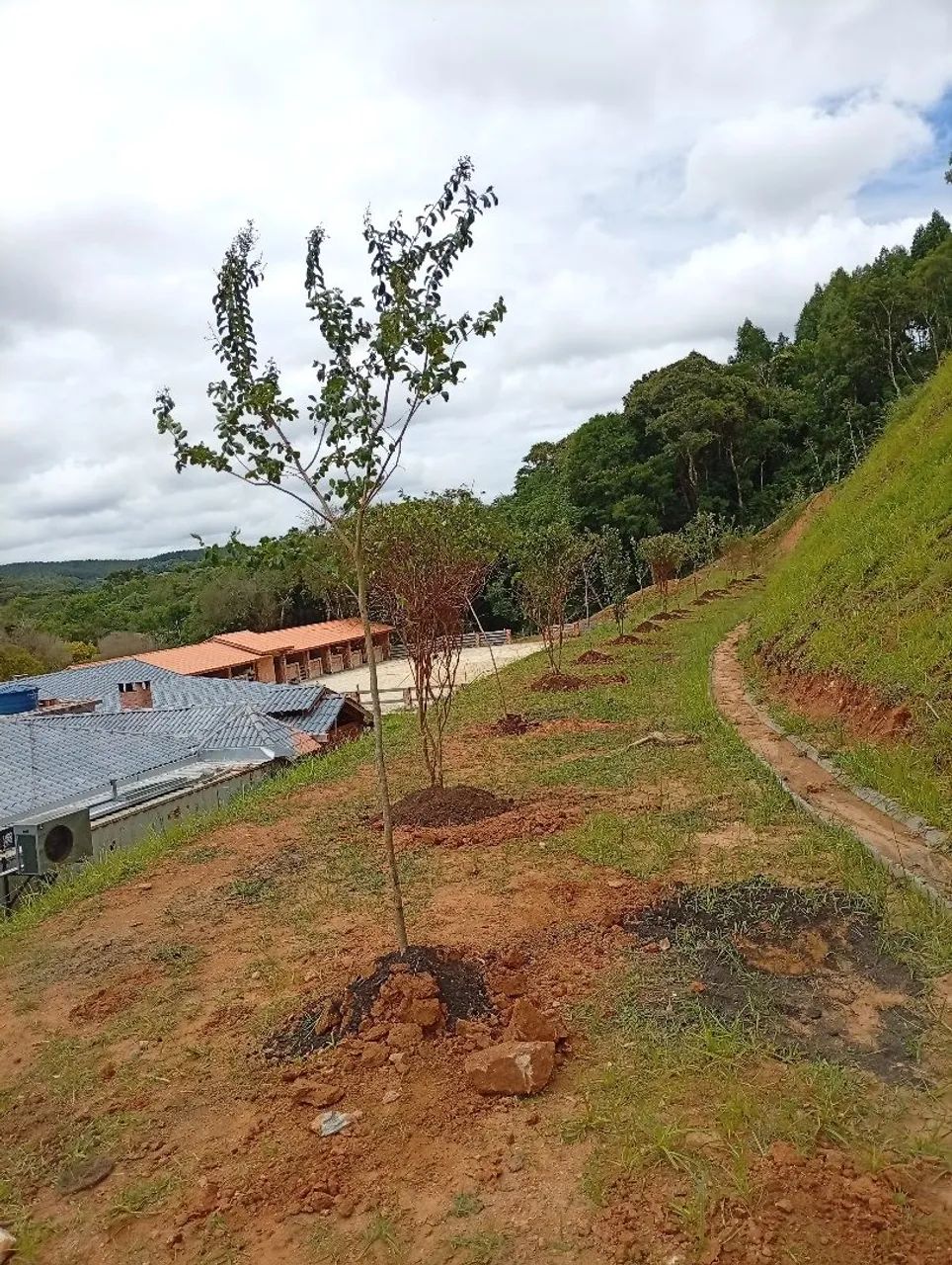 Mudas de Extremosa ou Resedá  - Foto 2