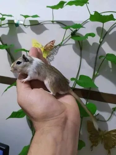 Gerbil - Foto 5