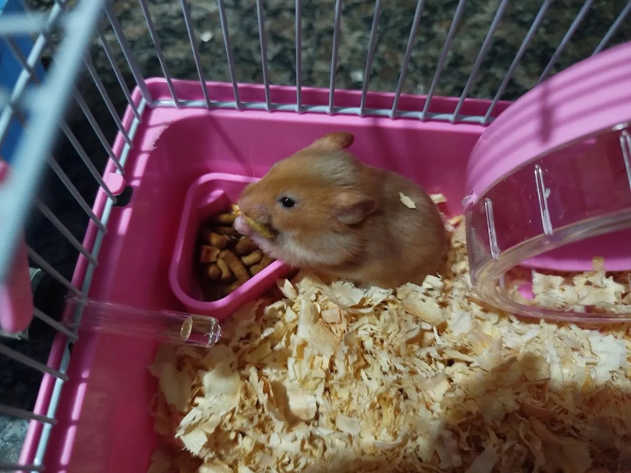 gaiola é hamister  - Foto 2