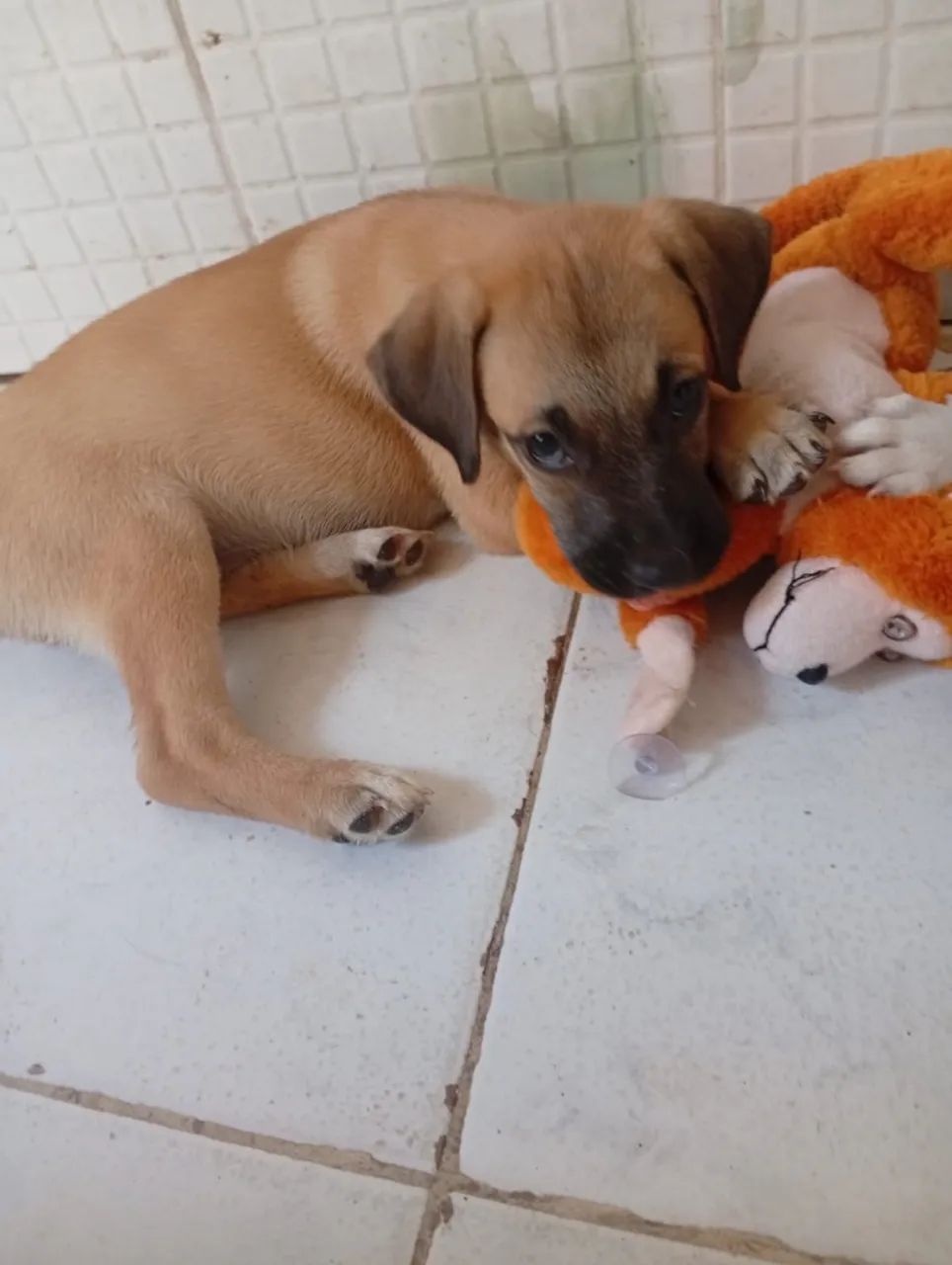 Cachorrinhos para doar - Foto 2
