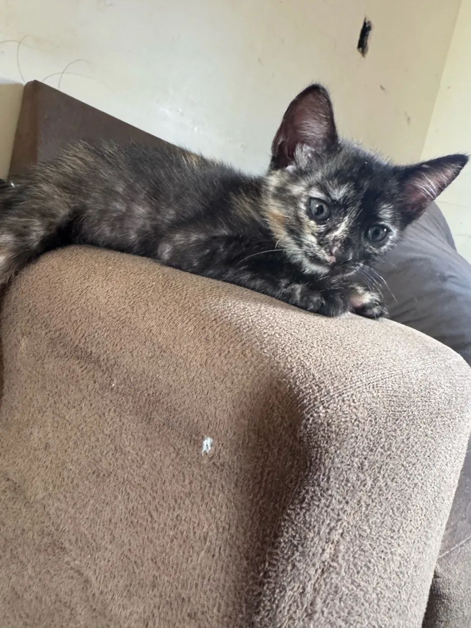 Gatinho doação  - Foto 2