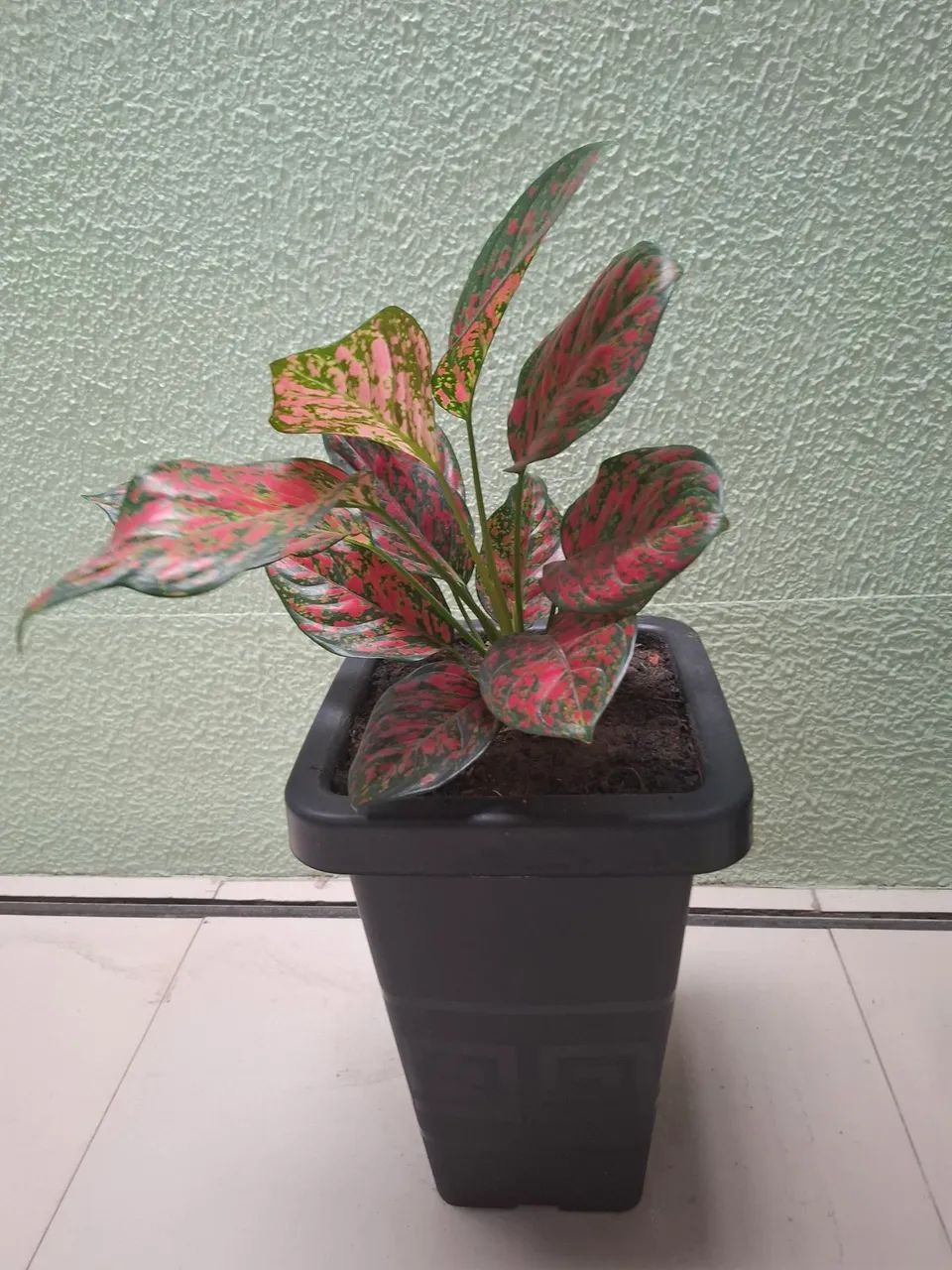 Plantas com caqueira - Foto 2