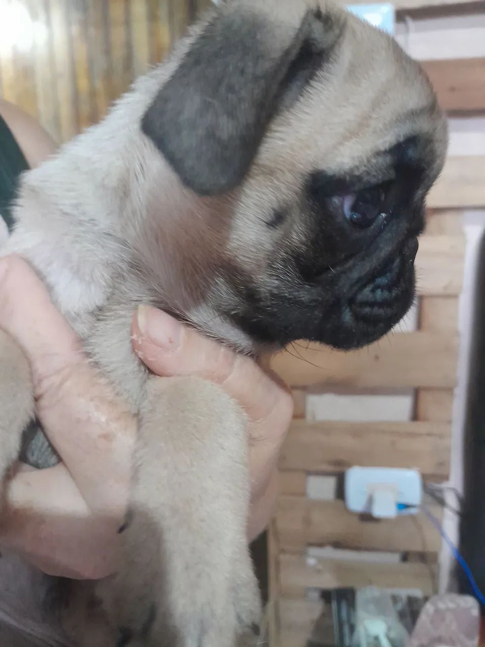 Filhote de pug macho 