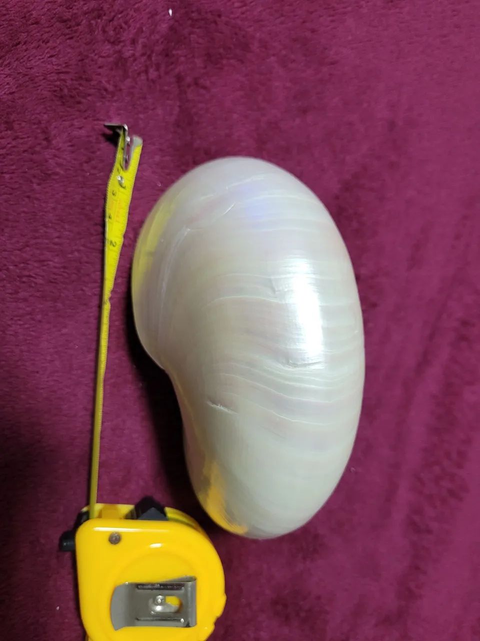 Conchas Nautilus pompilius pérola polida  - Foto 2
