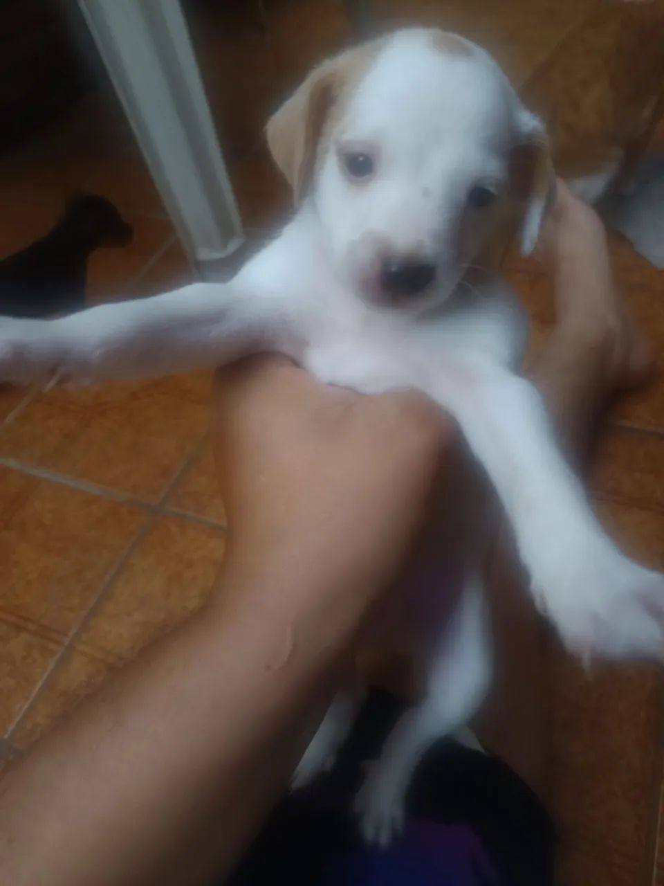 Cachorro pinscher número 01 - Foto 5
