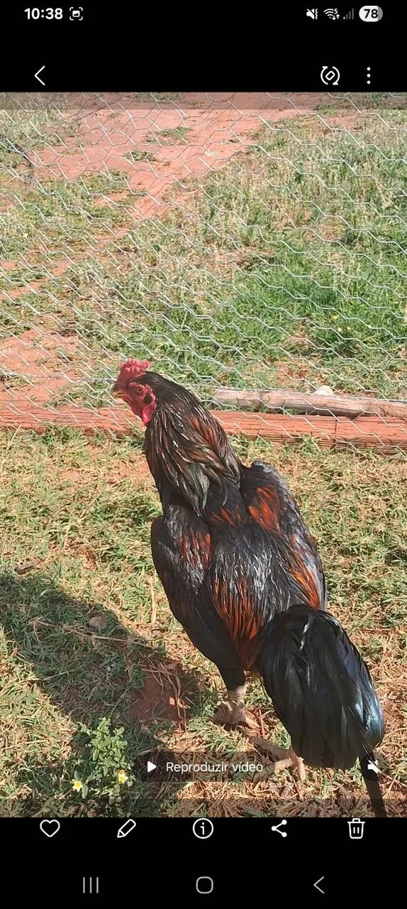 FRANGOS INDIO.  - Foto 2