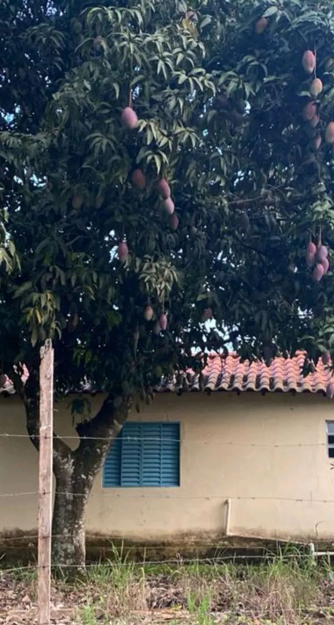 Foto - São Paulo - Parque Maria Domitila