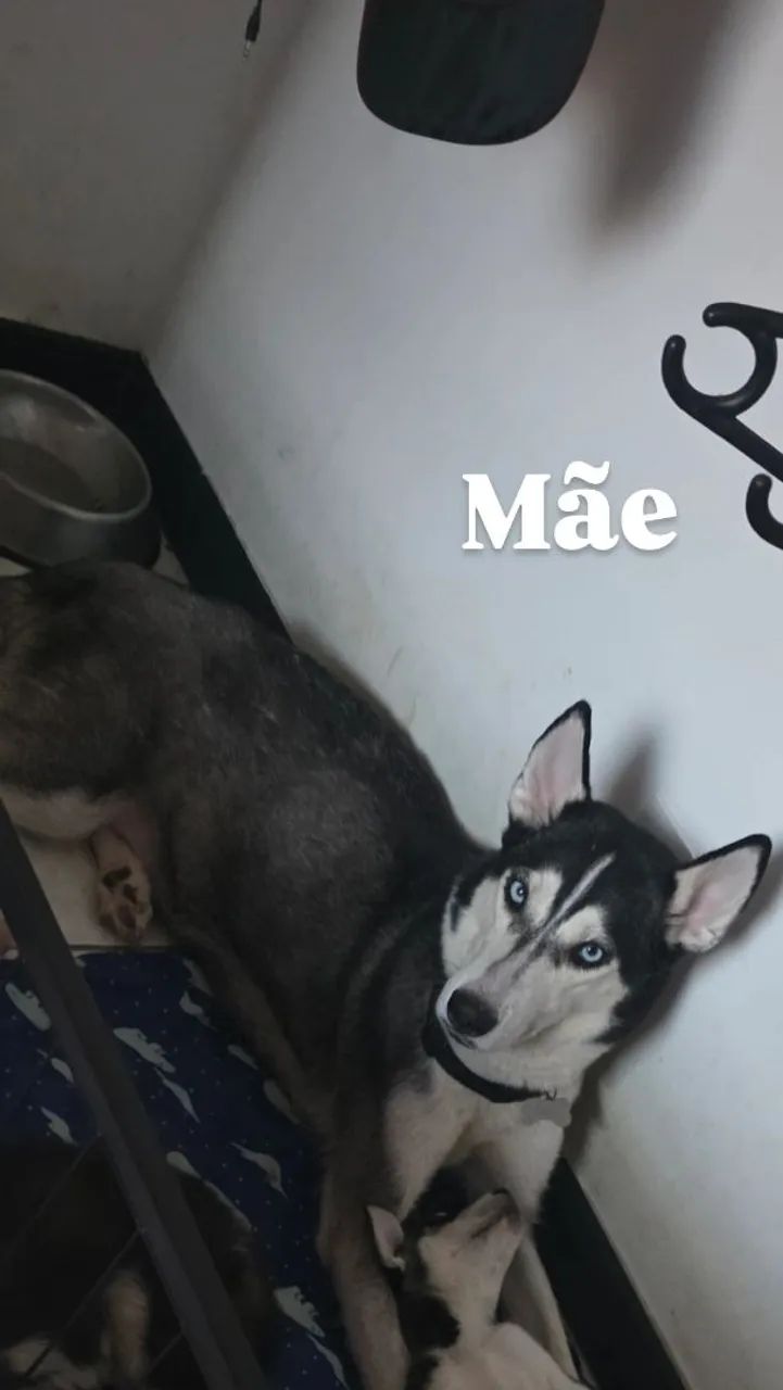 Husky siberiano - Foto 5