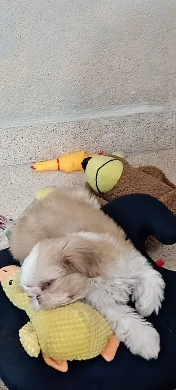 Cachorro  - Foto 4