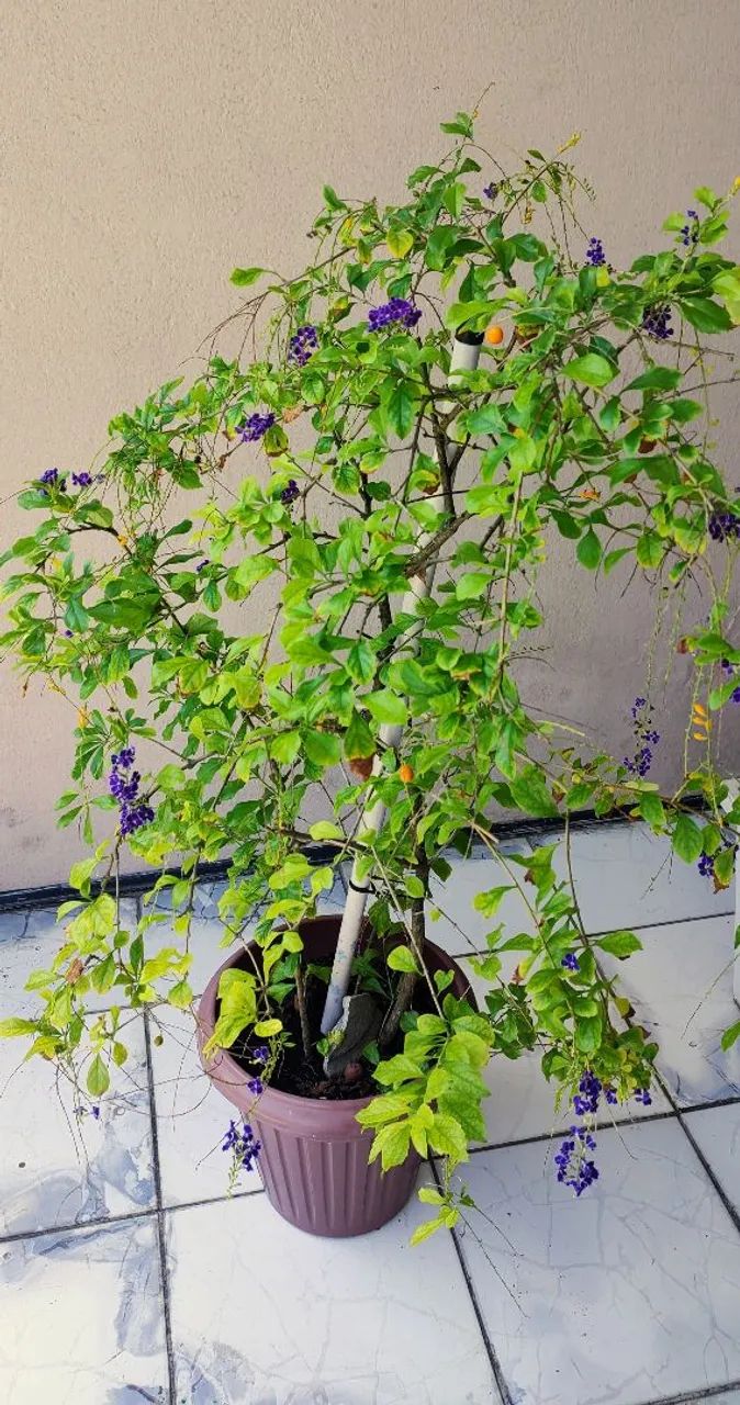 Planta Pingo de Ouro 