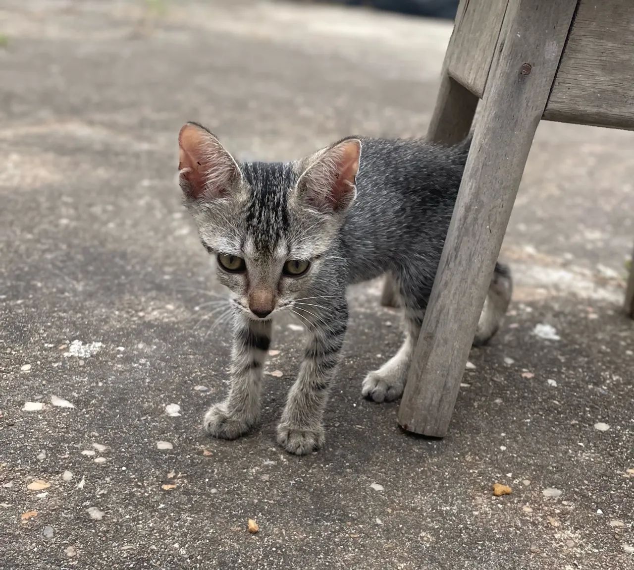 Doa-se gatinho lindos  - Foto 4