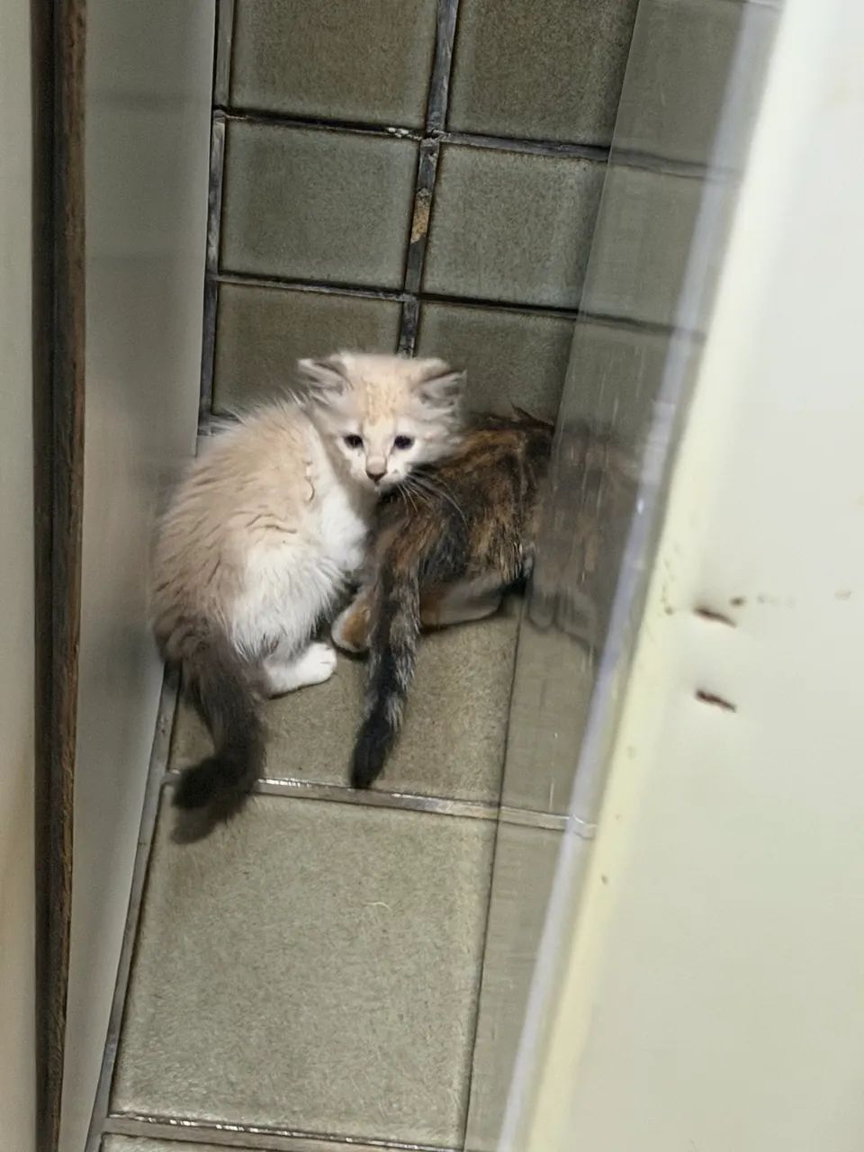 Doação de gatos 
