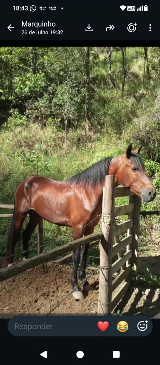 Cavalo (MARCHA PICADA)