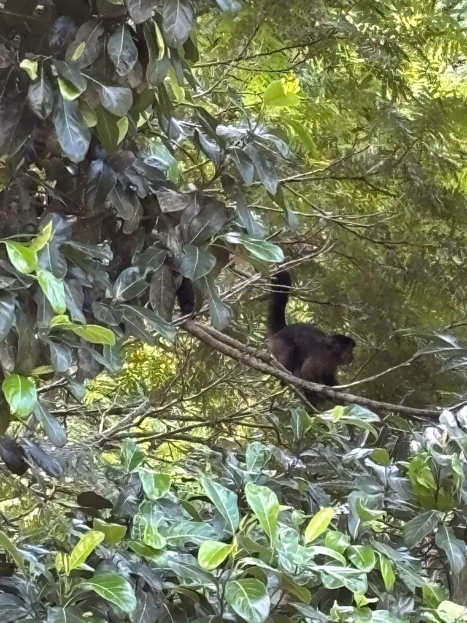 Chácara Uma Floresta - Foto 4
