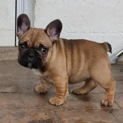 Bulldog frances muito docil 