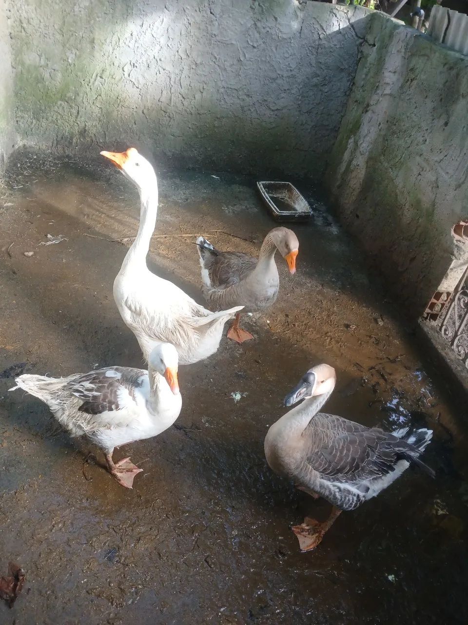 2 casais de ganso  - Foto 3